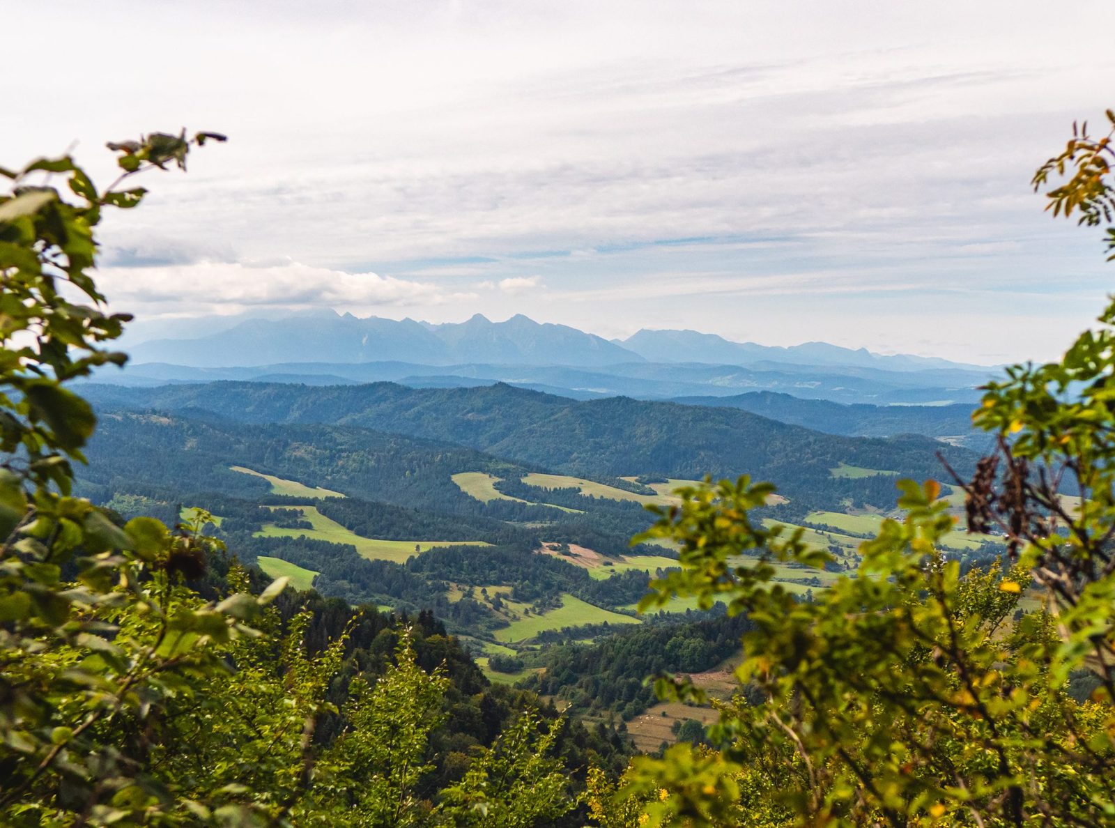 Panoramic green hills